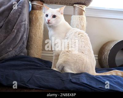 Mitzie, die Flammenspitze Siamesen, chillt zu Hause Stockfoto