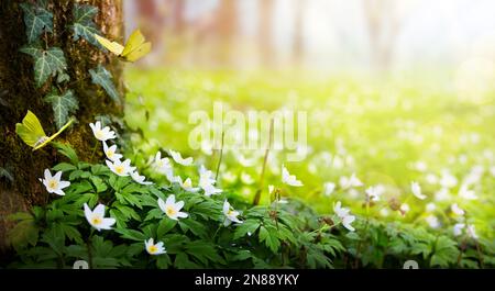 Wunderschöne weiße Frühlingsblumen von Anemonen und fliegenden Schmetterlingen im Frühlingswald; Waldlandschaft im Osterfrühling mit blühenden Primrosen Stockfoto