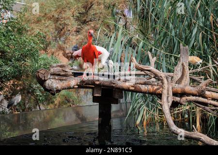 Red Ibis oder Scarlet Ibis, Eudocimus Ruber mit dem Rosenschnabel, Platalea ajaja, ein geselliger Watvogel des Ibis und der Spoonbill-Familie, Vögel Stockfoto