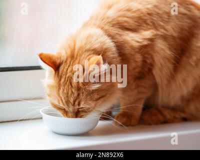 Süße Ingwerkatze, die Milch aus der weißen Schüssel trinkt. Flauschiges durstiges Haustier auf Fensterbank. Stockfoto