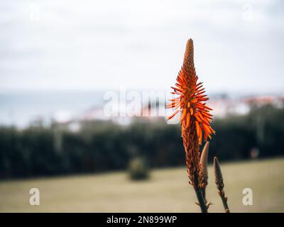 Nahaufnahme einer Orangenblume mit verschwommenen Bäumen am Horizont Stockfoto