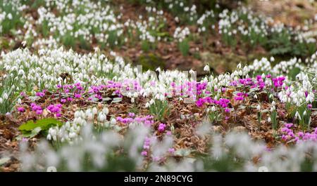 Wintervorstellung von Schneeglöckchen, galanthus nivalis und Magenta Cyclamen coum in einem britischen Garten im Februar Stockfoto