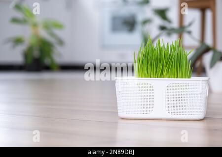 Grasvitamine für Haustiere werden zu Hause angebaut. Katzenkeimhafer und Hund in einem Topf Stockfoto