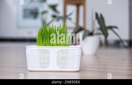 Grasvitamine für Haustiere werden zu Hause angebaut. Katzenkeimhafer und Hund in einem Topf Stockfoto