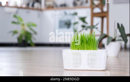 Grasvitamine für Haustiere werden zu Hause angebaut. Katzenkeimhafer und Hund in einem Topf Stockfoto