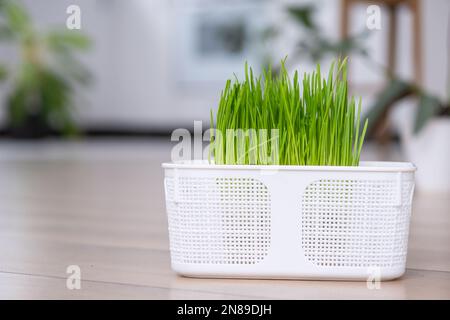 Grasvitamine für Haustiere werden zu Hause angebaut. Katzenkeimhafer und Hund in einem Topf Stockfoto