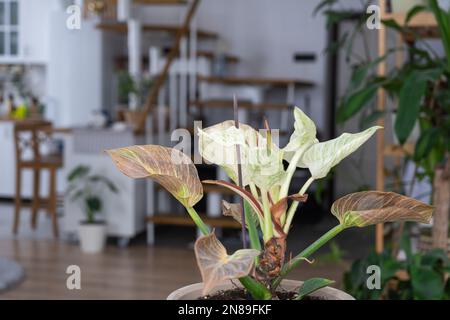 Probleme beim Anbau von Hauspflanzen Probleme beim Anbau von Hauspflanzen Philodendron Birkin - Blätter befallen von Spinnenmilbe, gelb Stockfoto