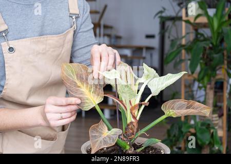 Probleme beim Anbau von Hauspflanzen Probleme beim Anbau von Hauspflanzen Philodendron Birkin - Blätter befallen von Spinnenmilbe, gelb Stockfoto