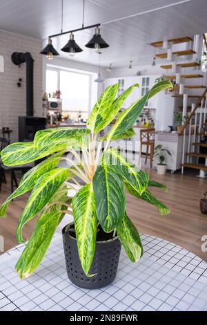 Aglaonema-Nahaufnahme im Innenraum auf dem Tisch. Zimmerpflanzen wachsen und pflegen für Zimmerpflanzen, grünes Zuhause Stockfoto