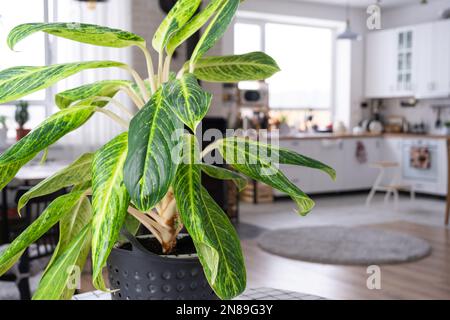 Aglaonema-Nahaufnahme im Innenraum auf dem Tisch. Zimmerpflanzen wachsen und pflegen für Zimmerpflanzen, grünes Zuhause Stockfoto