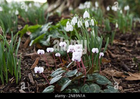 Weißer blühender Cyclamen Coum und Schneeglöckchen, galanthus nivalis in einem Winterwaldgarten Februar Großbritannien Stockfoto