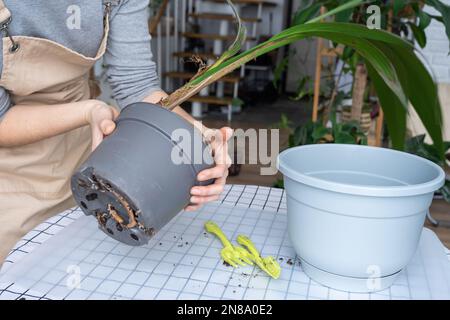 Eine Frau pflanzt eine Kokosnuss-Palmennuss mit einem Klumpen Erde und Wurzeln in einem Topf zu Hause im Inneren wieder ein. Grünhaus, Pflege und Kultivierung tropischer Pflanzen Stockfoto