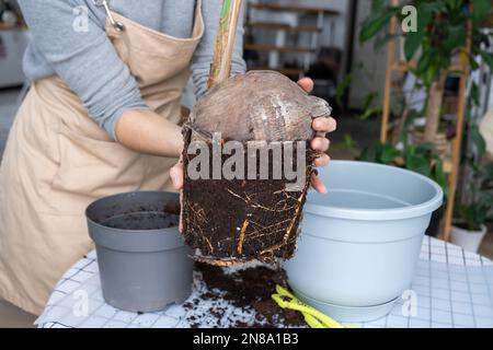 Eine Frau pflanzt eine Kokosnuss-Palmennuss mit einem Klumpen Erde und Wurzeln in einem Topf zu Hause im Inneren wieder ein. Grünhaus, Pflege und Kultivierung tropischer Pflanzen Stockfoto