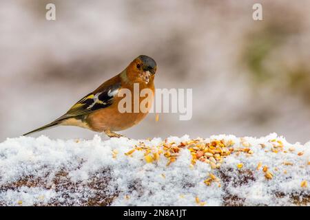 Schaffinch (Fringilla Coelebs) füttert sich im Schnee Stockfoto