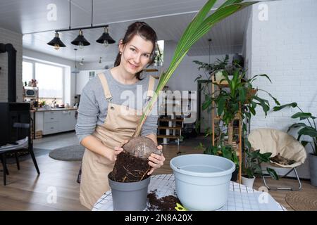 Eine Frau pflanzt eine Kokosnuss-Palmennuss mit einem Klumpen Erde und Wurzeln in einem Topf zu Hause im Inneren wieder ein. Grünhaus, Pflege und Kultivierung tropischer Pflanzen Stockfoto