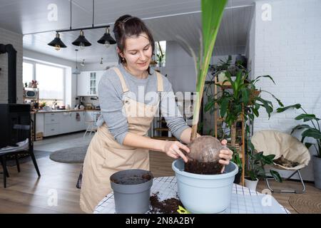 Eine Frau pflanzt eine Kokosnuss-Palmennuss mit einem Klumpen Erde und Wurzeln in einem Topf zu Hause im Inneren wieder ein. Grünhaus, Pflege und Kultivierung tropischer Pflanzen Stockfoto