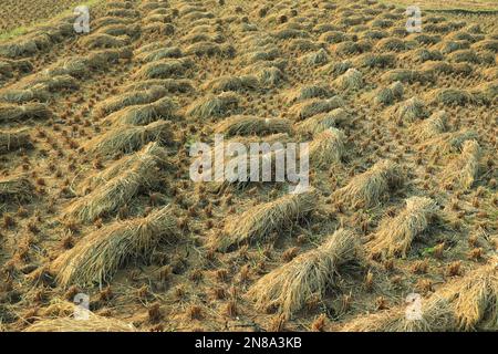 Nahaufnahme von thailändischen Reissamen im Ohr des Reisfelds, wunderschönes goldenes Reisfeld und Ohr des Reises. Stockfoto