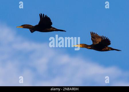 Ein Paar Züchtungskormorane Nannopterum auritum im Flug. Fotografiert am Baum Lake in Shasta County California, USA. Stockfoto