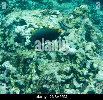 Blick auf Chirurgenfische, Barcheek-Einfische, auf den Seychellen Stockfoto