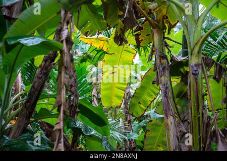 Eine Bananenbaumplantage im tambon Ron Thong Village in der Nähe der Stadt Bang Saphan in der Provinz Prachuap Khiri Khan in Thailand, Thailand, Bang Stockfoto