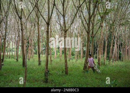 Eine Gummibaumplantage in der Nähe der Stadt Bang Saphan in der Provinz Prachuap Khiri Khan in Thailand, Thailand, Bang Saphan, Dezember 2022 Stockfoto