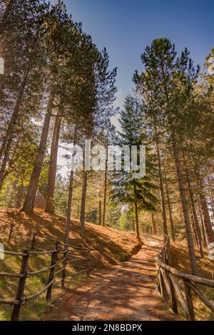 Wanderweg im Sila Park, Kalabrien Stockfoto