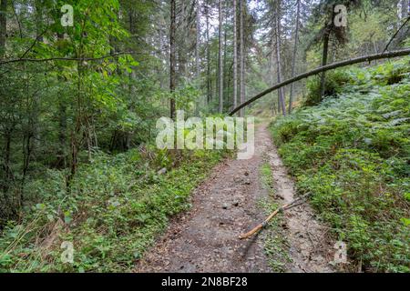 Wanderweg im Sila Park, Kalabrien Stockfoto