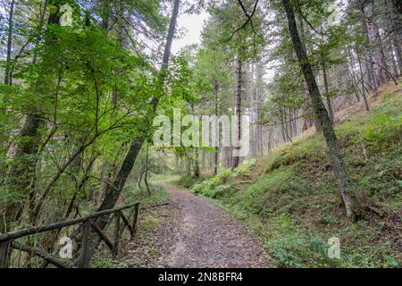 Wanderweg im Sila Park, Kalabrien Stockfoto