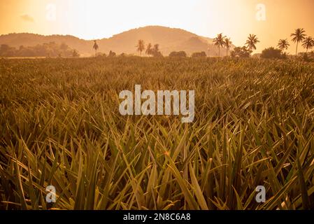 Eine Ananasplantage in Khao Takiap in der Nähe der Stadt Hua hin in der Provinz Prachuap Khiri Khan in Thailand, Thailand, Hua hin, November 2022 Stockfoto