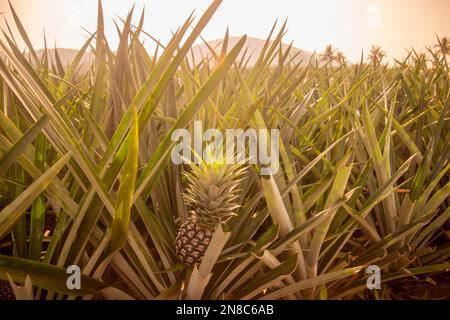 Eine Ananasplantage in Khao Takiap in der Nähe der Stadt Hua hin in der Provinz Prachuap Khiri Khan in Thailand, Thailand, Hua hin, November 2022 Stockfoto