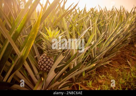 Eine Ananasplantage in Khao Takiap in der Nähe der Stadt Hua hin in der Provinz Prachuap Khiri Khan in Thailand, Thailand, Hua hin, November 2022 Stockfoto