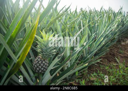 Eine Ananasplantage in Khao Takiap in der Nähe der Stadt Hua hin in der Provinz Prachuap Khiri Khan in Thailand, Thailand, Hua hin, November 2022 Stockfoto