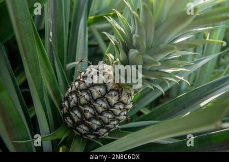 Eine Ananasplantage in Khao Takiap in der Nähe der Stadt Hua hin in der Provinz Prachuap Khiri Khan in Thailand, Thailand, Hua hin, November 2022 Stockfoto