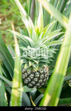 Eine Ananasplantage in Khao Takiap in der Nähe der Stadt Hua hin in der Provinz Prachuap Khiri Khan in Thailand, Thailand, Hua hin, November 2022 Stockfoto