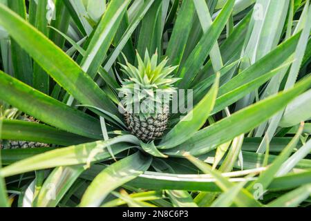 Eine Ananasplantage in Khao Takiap in der Nähe der Stadt Hua hin in der Provinz Prachuap Khiri Khan in Thailand, Thailand, Hua hin, November 2022 Stockfoto