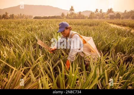 Eine Ananasplantage in Khao Takiap in der Nähe der Stadt Hua hin in der Provinz Prachuap Khiri Khan in Thailand, Thailand, Hua hin, November 2022 Stockfoto