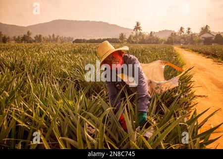 Eine Ananasplantage in Khao Takiap in der Nähe der Stadt Hua hin in der Provinz Prachuap Khiri Khan in Thailand, Thailand, Hua hin, November 2022 Stockfoto