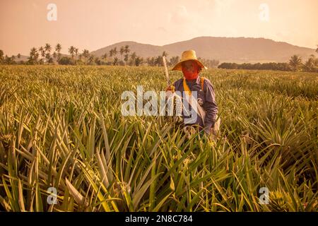 Eine Ananasplantage in Khao Takiap in der Nähe der Stadt Hua hin in der Provinz Prachuap Khiri Khan in Thailand, Thailand, Hua hin, November 2022 Stockfoto