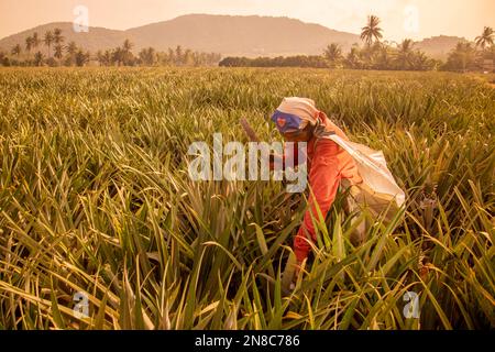 Eine Ananasplantage in Khao Takiap in der Nähe der Stadt Hua hin in der Provinz Prachuap Khiri Khan in Thailand, Thailand, Hua hin, November 2022 Stockfoto