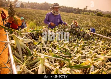 Eine Ananasplantage in Khao Takiap in der Nähe der Stadt Hua hin in der Provinz Prachuap Khiri Khan in Thailand, Thailand, Hua hin, November 2022 Stockfoto