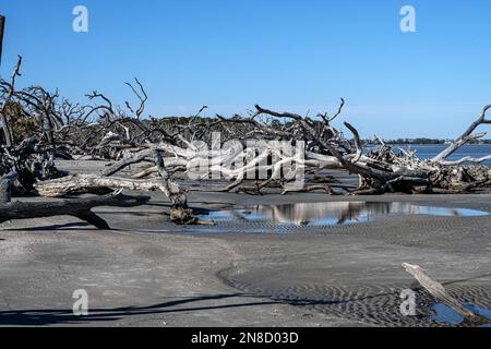 Treibholz am Strand von Jekyll Island Stockfoto