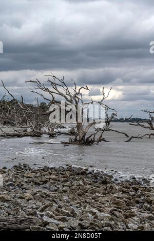 Treibholz am Strand von Jekyll Island Stockfoto