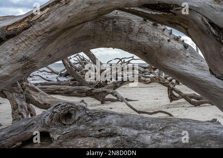 Treibholz am Strand von Jekyll Island Stockfoto