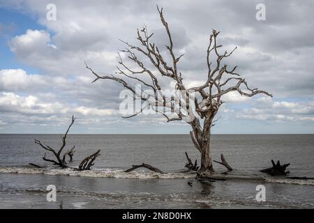 Treibholz am Strand von Jekyll Island Stockfoto