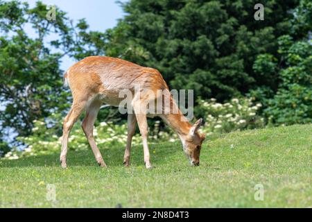 Nahaufnahme eines jungen barasingha (rucervus duvaucelii)-Hirsches beim Grasen Stockfoto