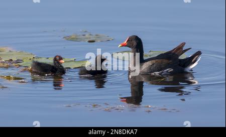 Nahaufnahme der American Coot-Familie, die im blauen Wasser schwimmt Stockfoto