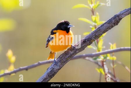 Baltimore Oriole songbird steht im Morgenlicht auf einem Ast Stockfoto