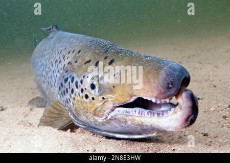 Landlock Atlantic Salmon Male, Squam Lake, NH, Nahaufnahme mit Typ oder Haken am Unterkiefer. Stockfoto