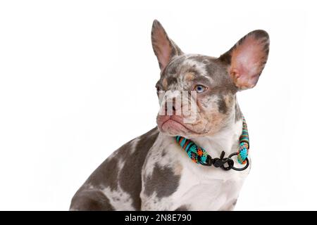 Porträt von Merle tan farbigen Französisch Bulldog Hund mit Kragen auf weißem Hintergrund Stockfoto