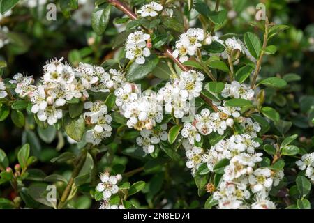 Cotoneaster x suecicus „Coral Beauty“, schwedischer Cotoneaster, Blumen, Blüten, Weiß, Blüht Stockfoto